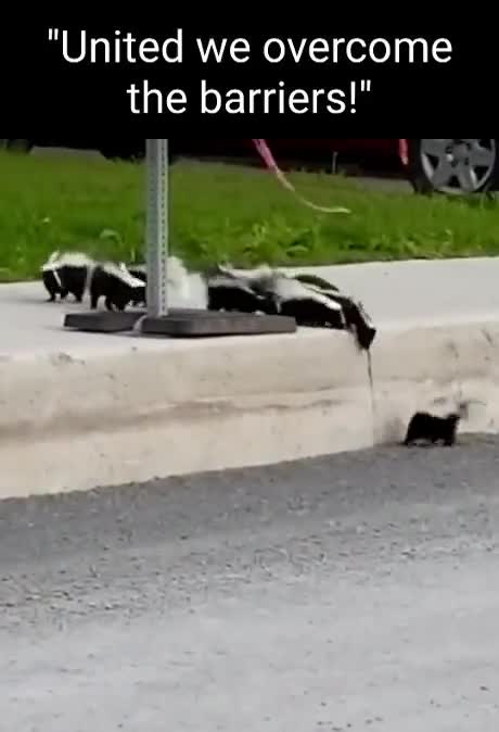 The whole animal family goes together