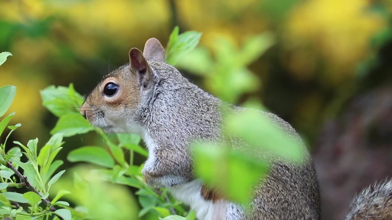 Dive into the heartwarming enchantment of our newest video: "Sweetest Creatures 2023 🐾😍"!