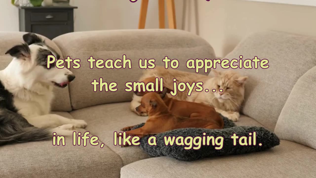 Pets