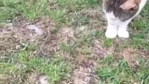 Cat play whit Friend