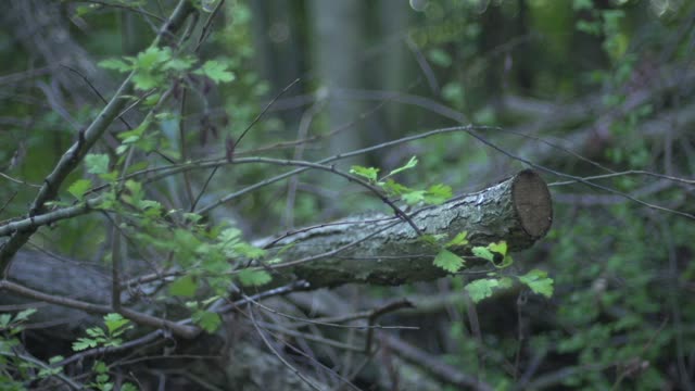 forest 6 raw pull focus