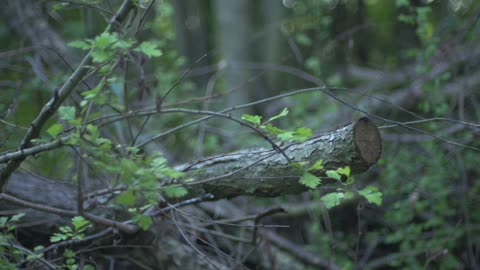 forest 6 raw pull focus