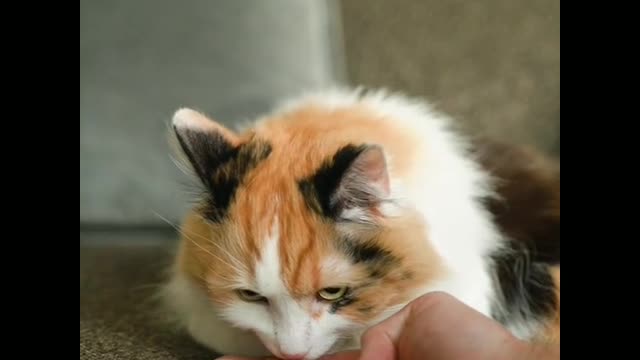 The cute cat and funny cat funny video