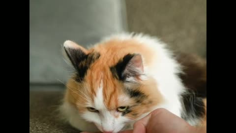 The cute cat and funny cat funny video