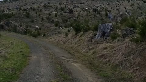 Large herd of elk in Oregon running from us