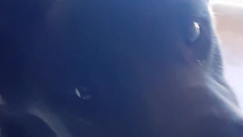 curious dog jumps in the window