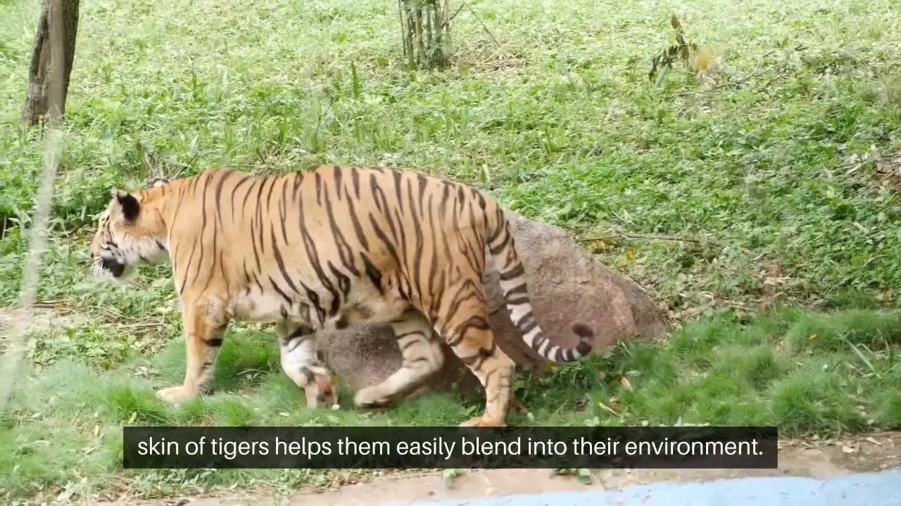 "Roar of the Wild: Incredible Tiger Facts Unveiled! 🐅 #Shorts"