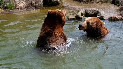 Bears are Enjoying in Water