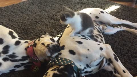 Super sweet kitten lounges with Dalmatian couple