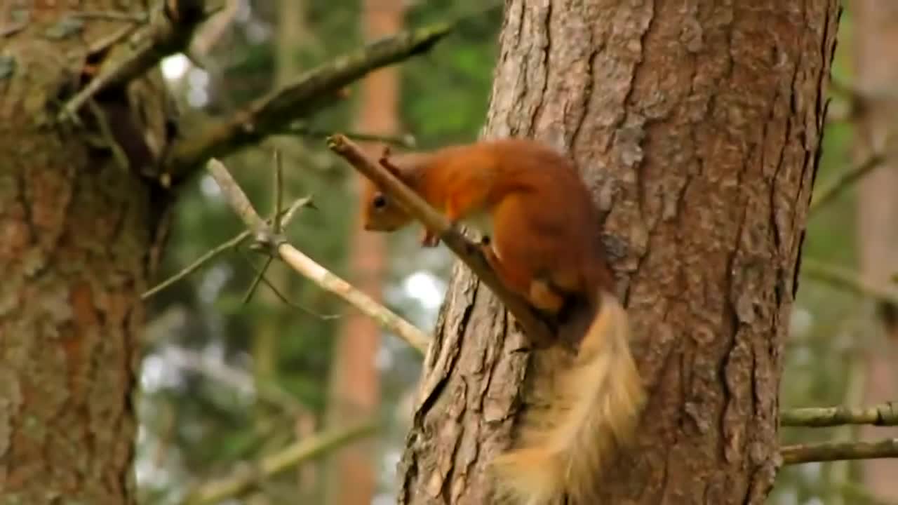 Red Squirrel Chase