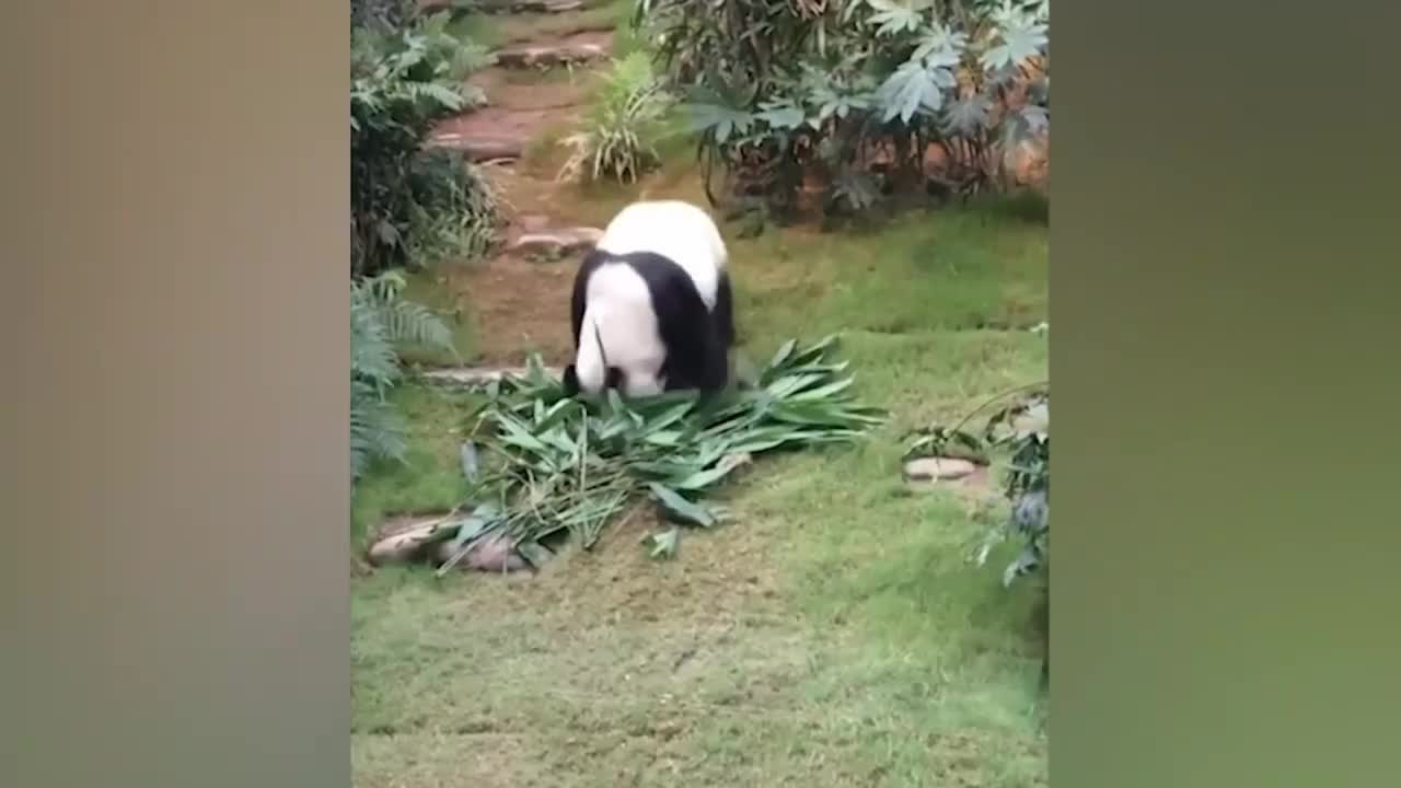 Cute behavior of funny animals