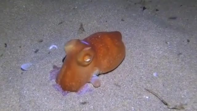 Epic disappearing act by this octopus