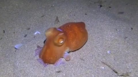 Epic disappearing act by this octopus