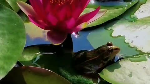 Frogs and lotuses