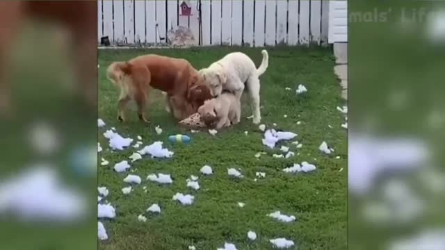 Funniest dogs and cats-awesome funny pet animals video