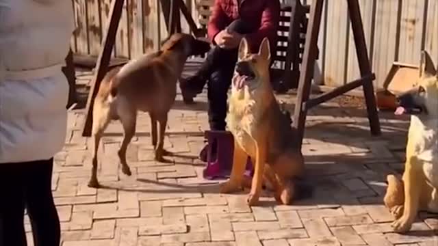 Super Funny Dog Videos