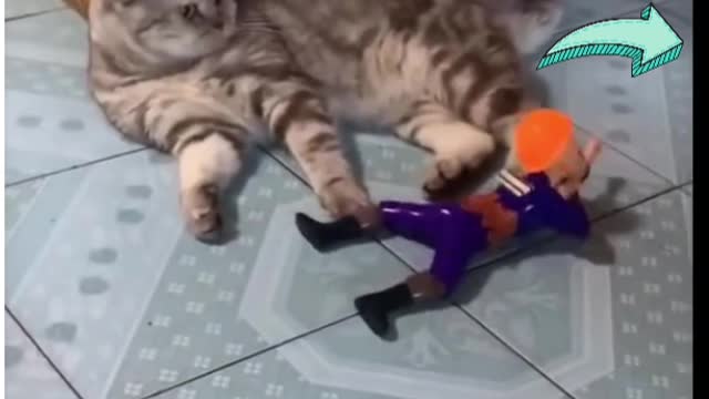 Funny animals cute cat moment |best part of 2021