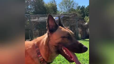 Bloopers with excited Malinois dog.