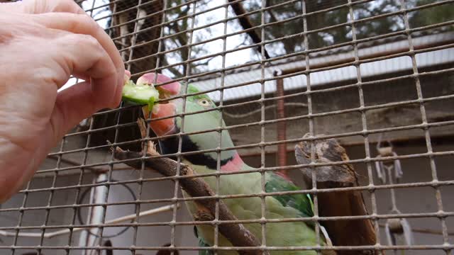 The family feeds the parrot vegetables 🤗😜