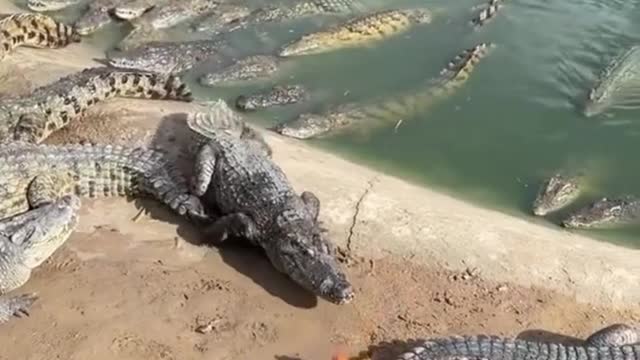 A cruel man throws a live chicken(!) to crocodiles.