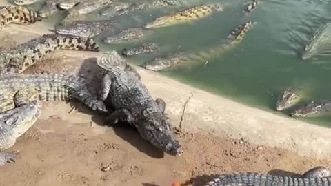 A cruel man throws a live chicken(!) to crocodiles.