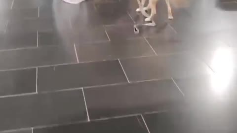 s Moments Clips #shorts Video🤣_ #trending #animals #funny #reels