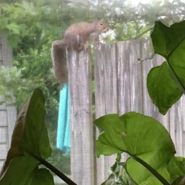 My "Window Squirrel" has allergies.