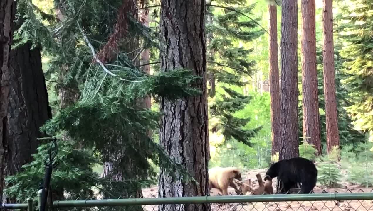 Brown and Black Bears at Play