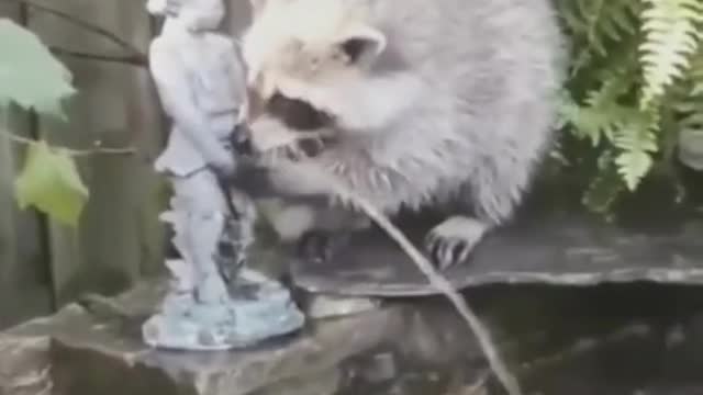 Funny Cute Animals