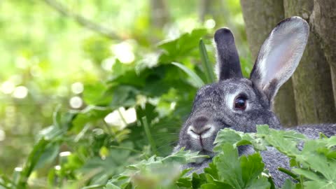 #Hare Rabbit Rodent#