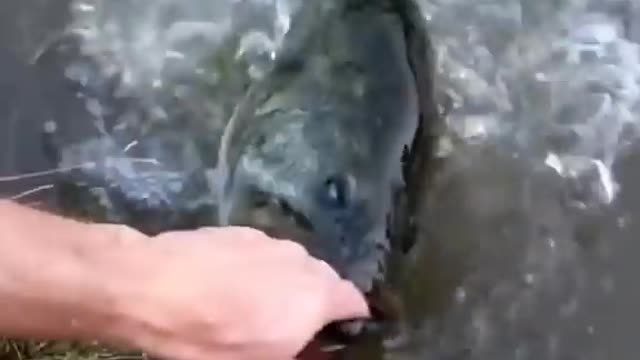 Man's friendship with fish is very funny