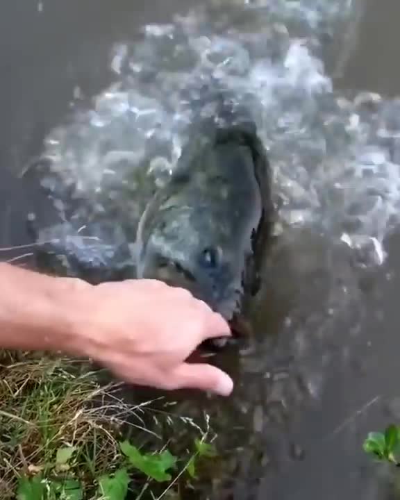 Man's friendship with fish is very funny
