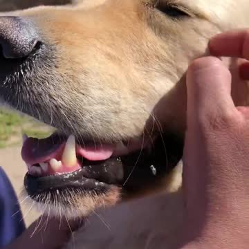 Golden Retriever 'sonríe' cada vez que lo acarician