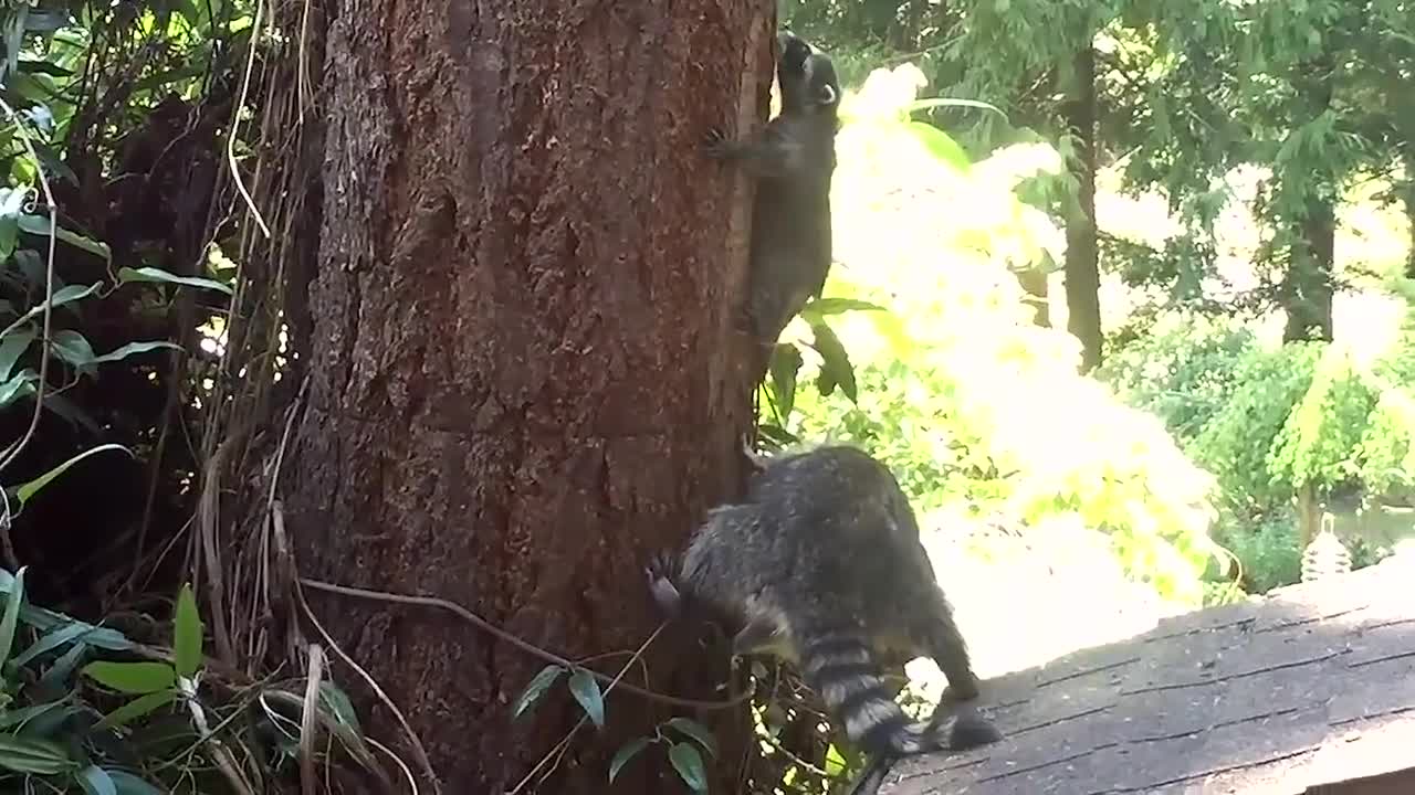 Mother Raccoon teaches kit how to climb a tree