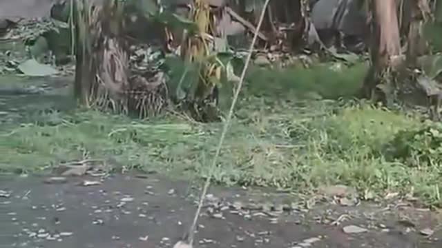 Puppy wants to play tug and war with rooster