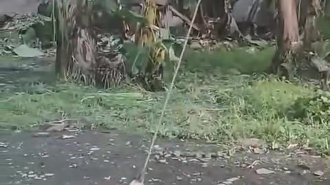 Puppy wants to play tug and war with rooster