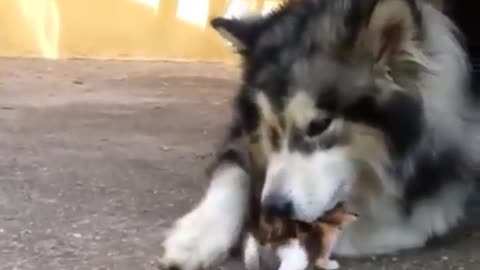 Big dog afraid of little fluffy kitten