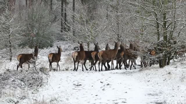 A GROUP OF DEER AT6 WINTER