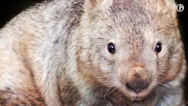 Bum biting_ wombat sex lives revealed