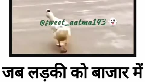 Viral duck funny moments as girl look hot boy as behaviour