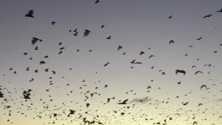 Swarm of Bats Flying to Fraser Island