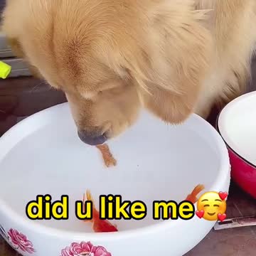 DOG TRANSFERRING TINY FISHES INTO THE WATERED BOWL