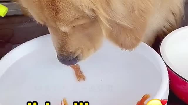 DOG TRANSFERRING TINY FISHES INTO THE WATERED BOWL