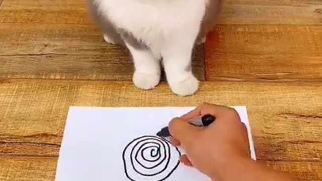 Funny cat fainted when looking at the circle, so funny