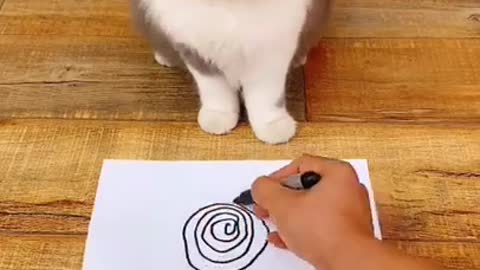 Funny cat fainted when looking at the circle, so funny