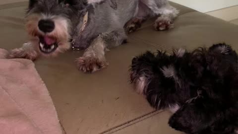 Mini Schnauzer begging for food