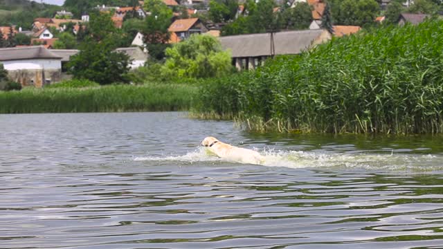 Dog jumping into the water