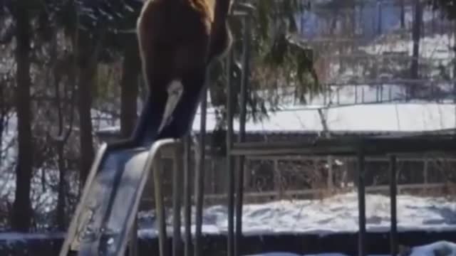 Bear playing in the park