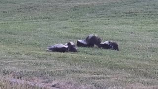 Skunk family