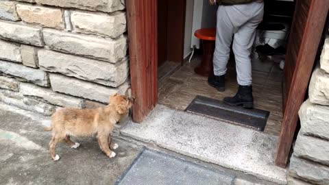 Puppy Followed Us Home And We Let Him In